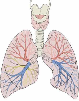 Lungs.png